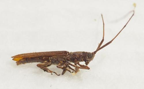 Grammopsis sp.